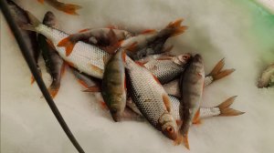 ЖДЕМ ПОКЛЁВКУ ОНА ОБЯЗАТЕЛЬНО БУДЕ.