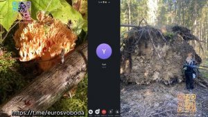 Шёл 2 недели из Украины в Румынию через горы Выпуск 13.02.26 г