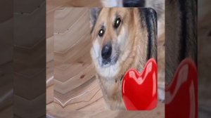 1000048593.mp4 (Собака наблюдает за устройством лестницы на 2 этаж в доме А-фрейм)