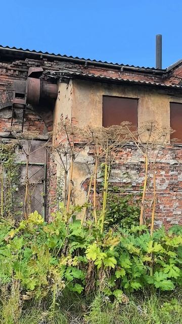 Petal_20250826_013614.mp4