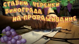 СТАВИМ ЧЕРЕНКИ ВИНОГРАДА НА ПРОРАЩИВАНИЕ