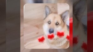 1000048597.mp4 (Собака наблюдает за устройством лестницы на 2 этаж в доме А-фрейм)