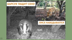Барсук работает. Тропа с сеном. Рыжая лиса наведывается и пугается ловушку.  14-15.08.25
