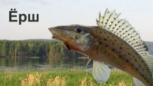 Russian Fishing 4 РЫБАЛКА НА ЕРША И ЕГО НОСАТОГО БРАТА НА РЕКЕ ВЬЮНКЕ