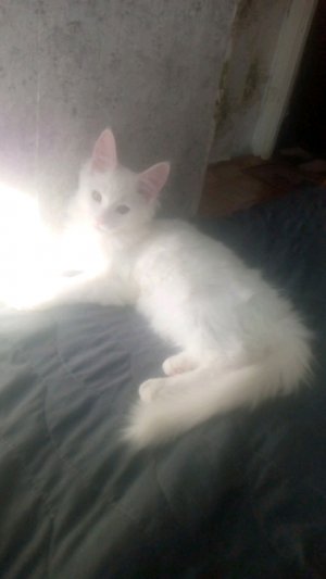 пкраотаоаьвоао