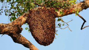 Пенсионер погиб при нападении роя пчел у школы