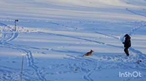 Бешеная лиса напала на рыбака