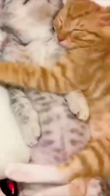 Смешные коты #109-9