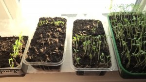 5-13 02 26г дача,рассада