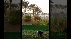 География 7 класс. Параграф 32. Египет + ответы на вопросы.