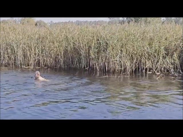 27 августа  Охреневшие утки