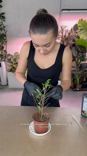 Реанимация фикуса Бенджамина: пересадка и уход смотреть онлайн