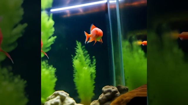 Маленькая рыбка смотреть онлайн