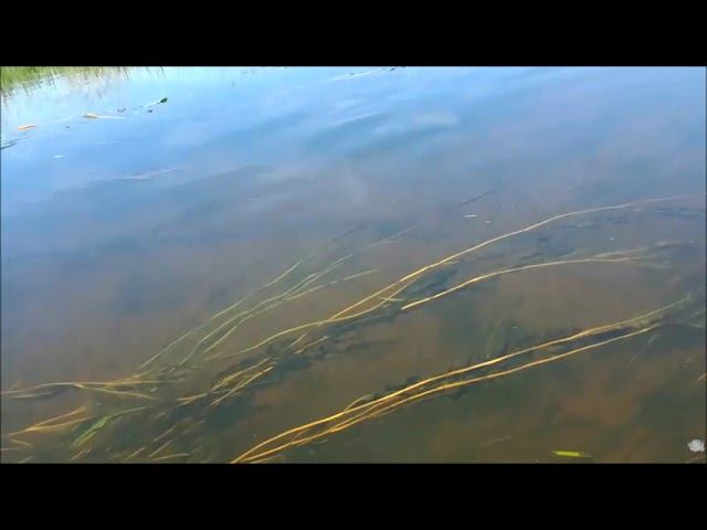 Живность озера Сомино