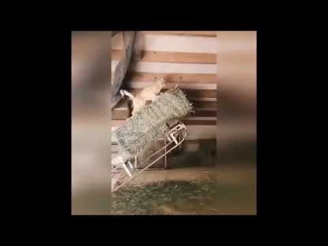 Смешные кошки июль 2024