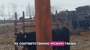 Племенные быки абердины, продажа племенных абердинов, лимузинов и шароле