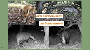 Барсучиха роет нору, а лиса подглядывает. 10-12.08.25