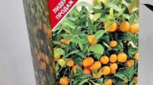 ПОПОЛНИЛИ СВОЙ ДОМАШНИЙ ЦИТРУСОВЫЙ  САД МАНДАРИНОМ