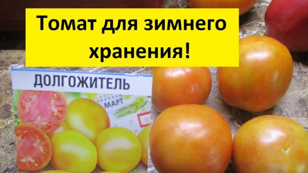 Я в шоке! Томат Долгожитель пролежал у меня полгода! Сохранил сочность и приобрел вкус!