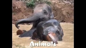 Прикольные животные! Настроение в гору