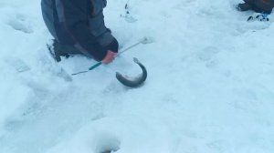 Поимка Форели