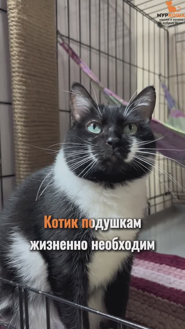 Сладкопуз ждёт вас в приюте #Муркоша смотреть онлайн