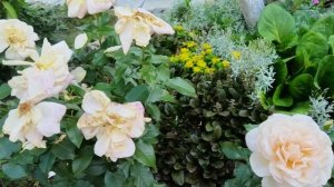 Из дождливого лета приветы 🐈🌹🐈⬛ #роза Поэзия 🌹💓🌹