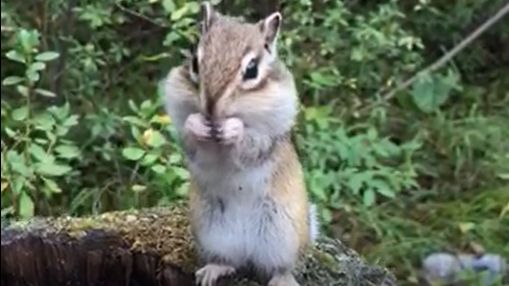 Бурундук - любитель орешек