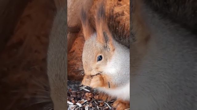 Белочка обедает,а что на десерт?