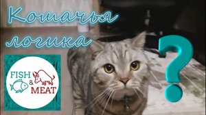 Кошачья логика