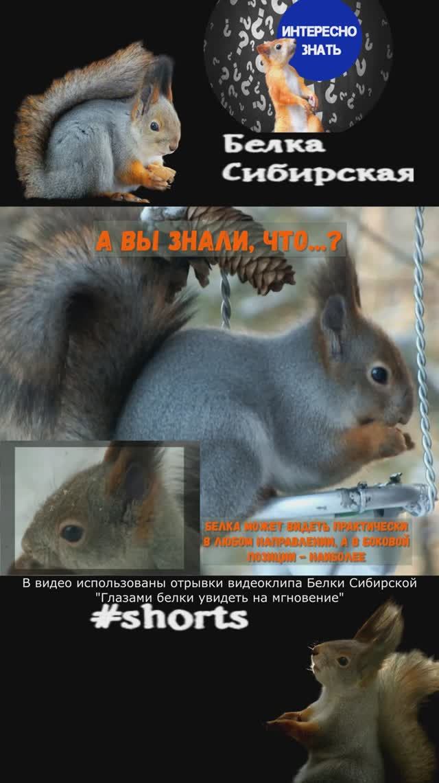 Про белку и ее зрение