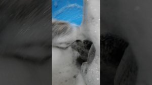 Басик и Тимофей купаюца 🏊