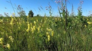 Луговые цветы. Льнянка обыкновенная