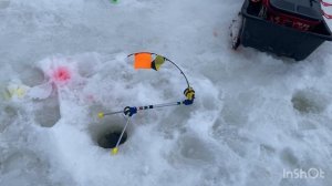 14.02.26 - клёв и поимки форели