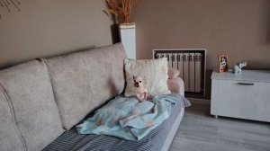 ЖИЗНЬ В СЕЛЕ:ПРОВОДИЛА МУЖА/ ПОМЕНЯЛА ПОСТЕЛЬНОЕ БЕЛЬЕ