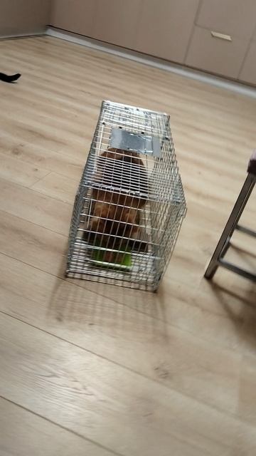 Испытание кошколовки