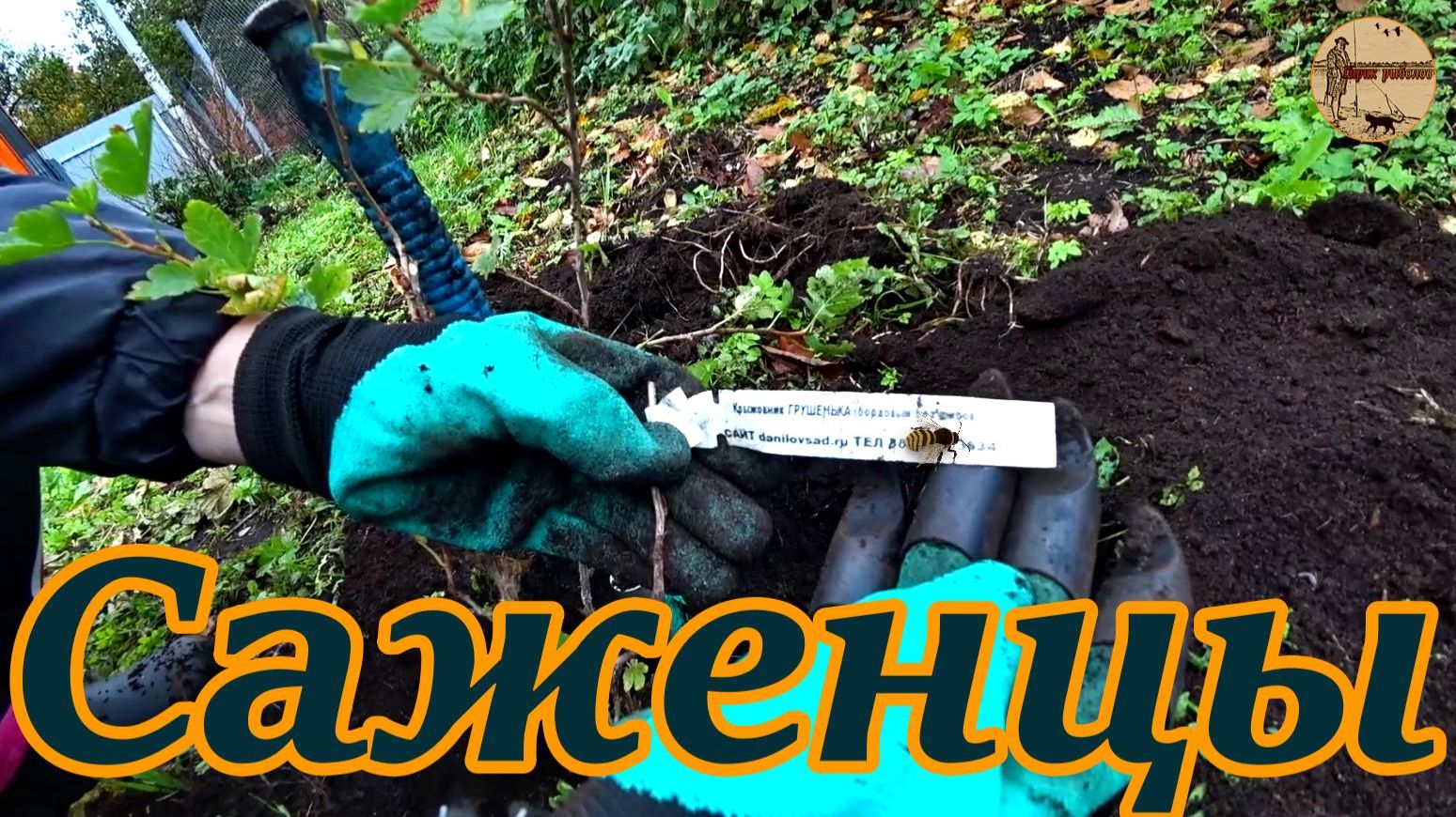 Дача 11 серия.Саженцы в зиму.Огород под охрану.#дача .#стройка .#ремонт .#участок .#лес . смотреть онлайн