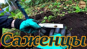 Дача 11 серия.Саженцы в зиму.Огород под охрану.#дача .#стройка .#ремонт .#участок .#лес .