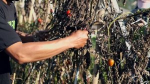 unpopular-035_1920x1080_25_yuv420p