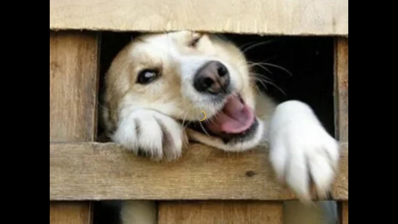 Жизнь за решеткой, или что такое вольер для собаки