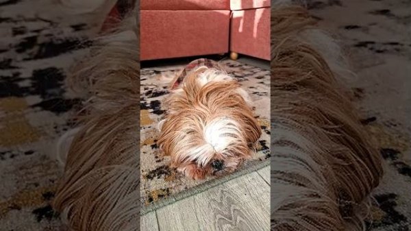 Милая собака🐶🤣