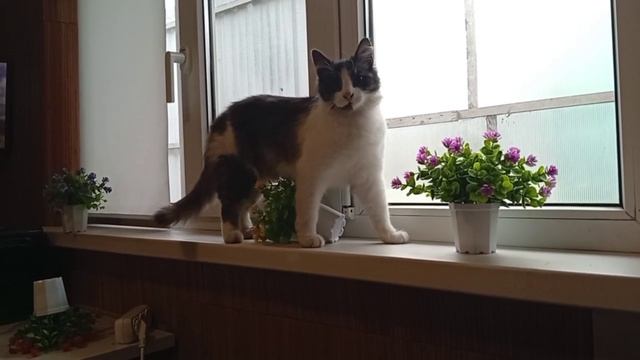 Кот и цветочки