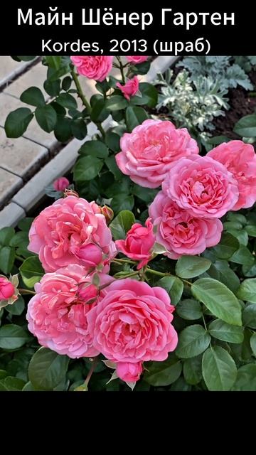 Роза Майн Шёнер Гартен (Kormeneint)