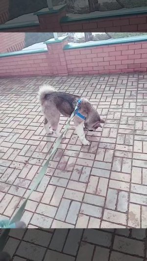 American akita Ма'ли