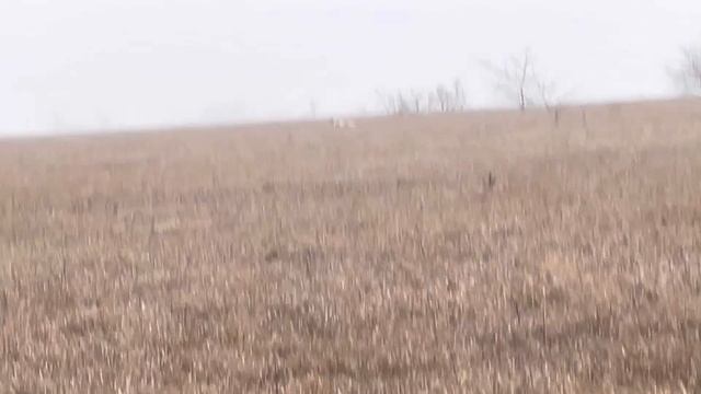 Кузя. 14.02.26. смотреть онлайн