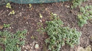 Работаю в цветнике.