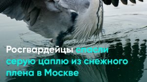 Росгвардейцы спасли серую цаплю из снежного плена в Москве