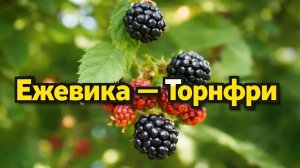 Ежевика Торнфри — выращивание и уход в саду