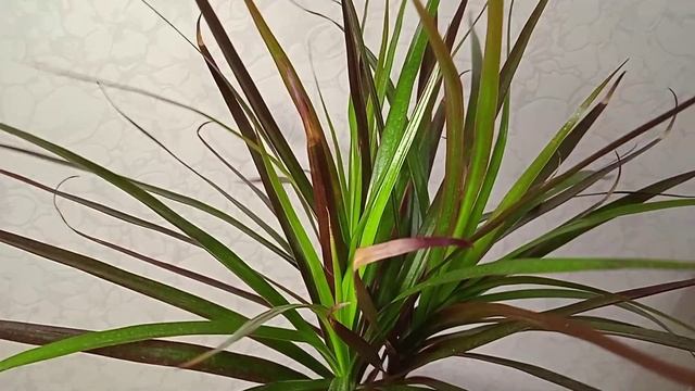 Драцена маргината сохнут листья: что делать