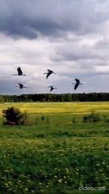 Журавли. смотреть онлайн